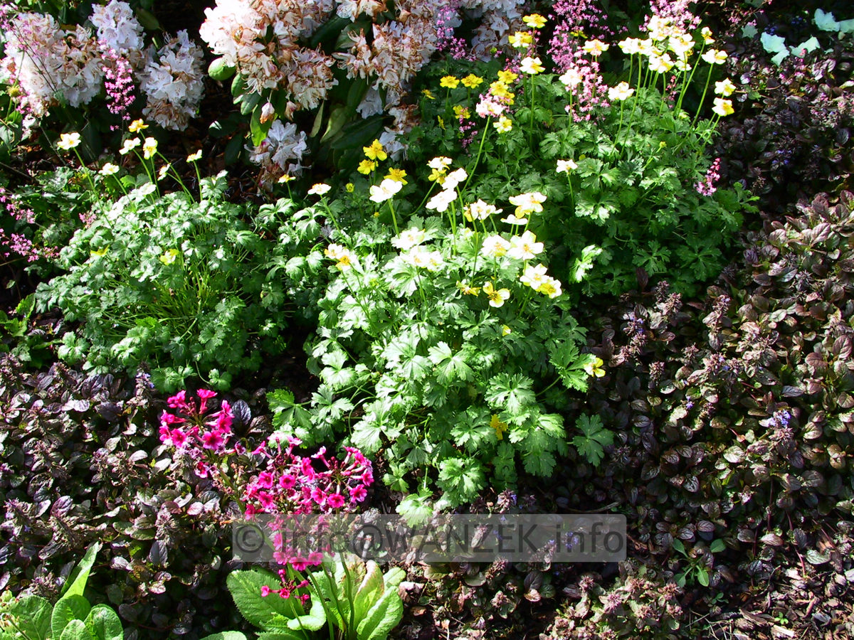 Caltha pumila-Primula japonica.jpg